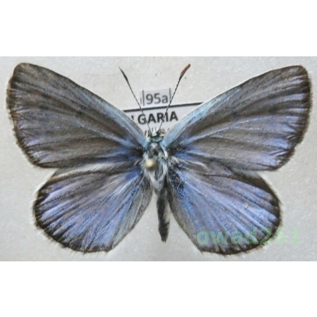 Polyommatus escheri (Hübner, 1823) male Modraszek escheri Bulgaria95a